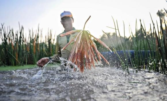 Cây năn bộp, đặc sản miền Tây