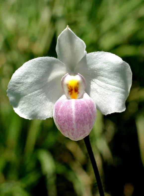 thực vật quý hiếm, tuyệt chủng