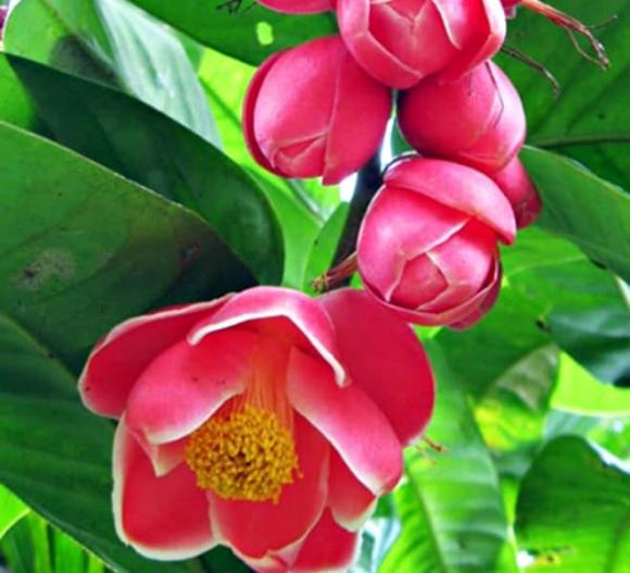 thực vật quý hiếm, tuyệt chủng