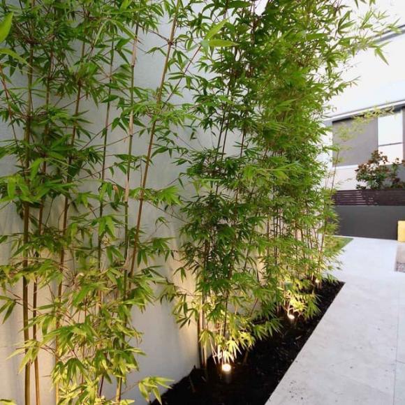 Cây phong thuỷ, cây du, cây mộc hương