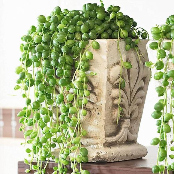 cây cảnh, cây cảnh dễ trồng, trầu bà, kiến thức