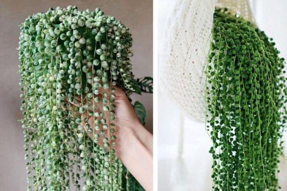 cây cảnh, cây cảnh dễ trồng, trầu bà, kiến thức