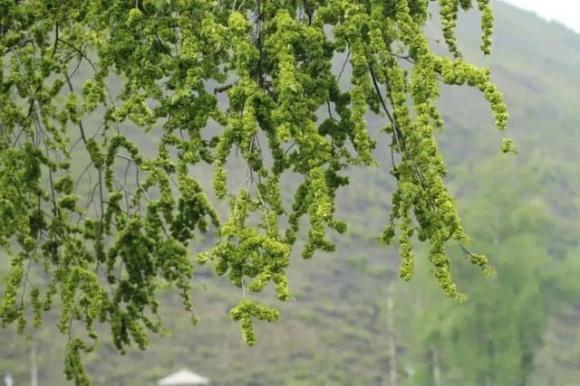 Cây phong thuỷ, cây du, cây mộc hương