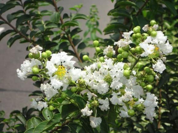 Cây phong thuỷ, cây du, cây mộc hương