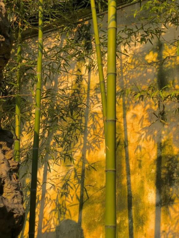 Cây phong thuỷ, cây du, cây mộc hương