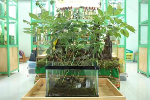 Loại lá đắt đỏ bậc nhất thế giới, lá sâm ngọc linh