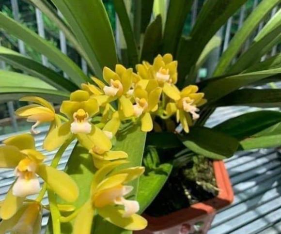 trồng cây, cây cảnh, cây lưỡi hổ 