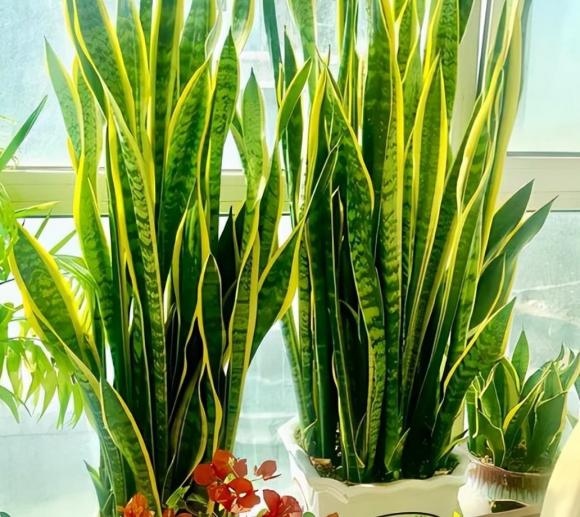 trồng cây, cây cảnh, cây lưỡi hổ 