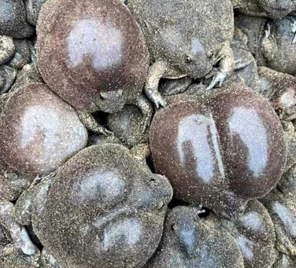 Ếch òn, đặc sản Bình Thuận 