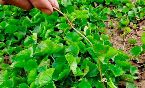 Nghề lạ ở Việt Nam, rau má