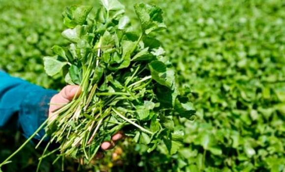 Nghề lạ ở Việt Nam, rau má