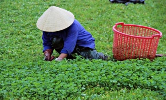 Nghề lạ ở Việt Nam, rau má