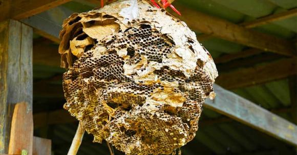 Phong thuỷ nhà ở, điềm báo may mắn trong tháng 7 âm