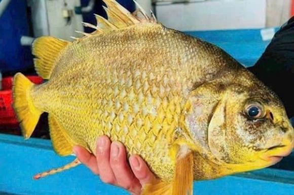 Cá đặc sản, cá chìa vôi