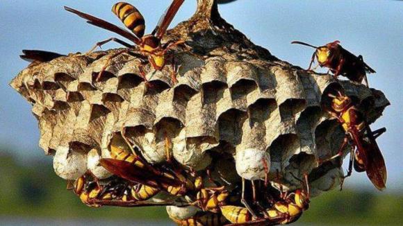 vật vào nhà mang lại may mắn, phong thủy gia đình