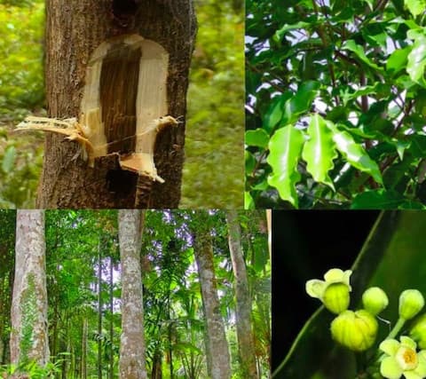 Mô hình trồng Kỳ Hải Nam, công dụng của Kỳ Hải Nam