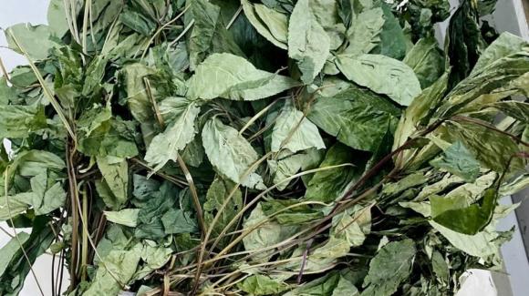 Lá sâm ngọc linh, công dụng của lá sâm ngọc linh
