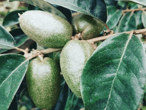 Quả nhót xanh, công dụng của quả nhót xanh