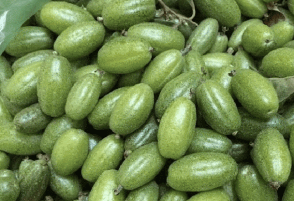 Quả nhót xanh, công dụng của quả nhót xanh
