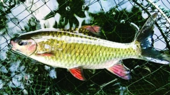 Cá đặc sản, cá bỗng
