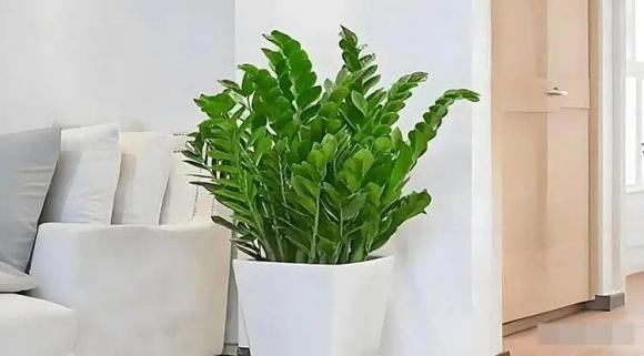 cây cảnh, cây phòng khách