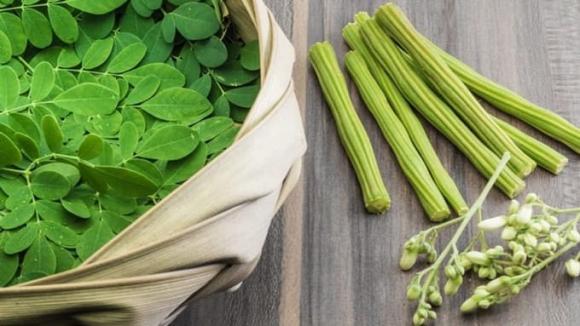 Cây chùm ngây, công dụng của cây chùm ngây