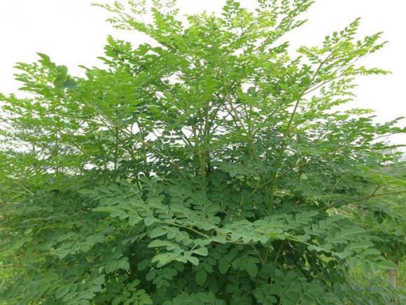 Cây chùm ngây, công dụng của cây chùm ngây