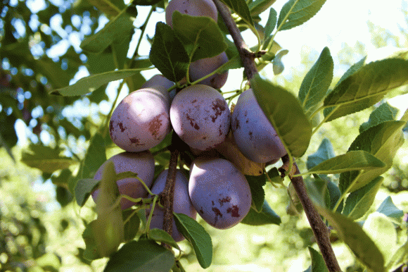 Mận khô California, Mận khô