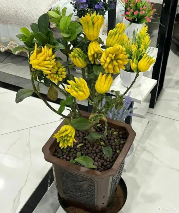 Cây phong thuỷ ở ban công, cây phật thủ