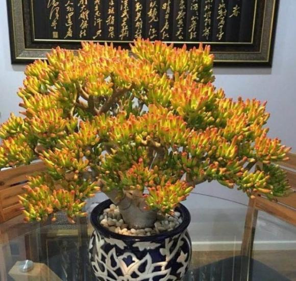 Cây phong thuỷ ở ban công, cây phật thủ