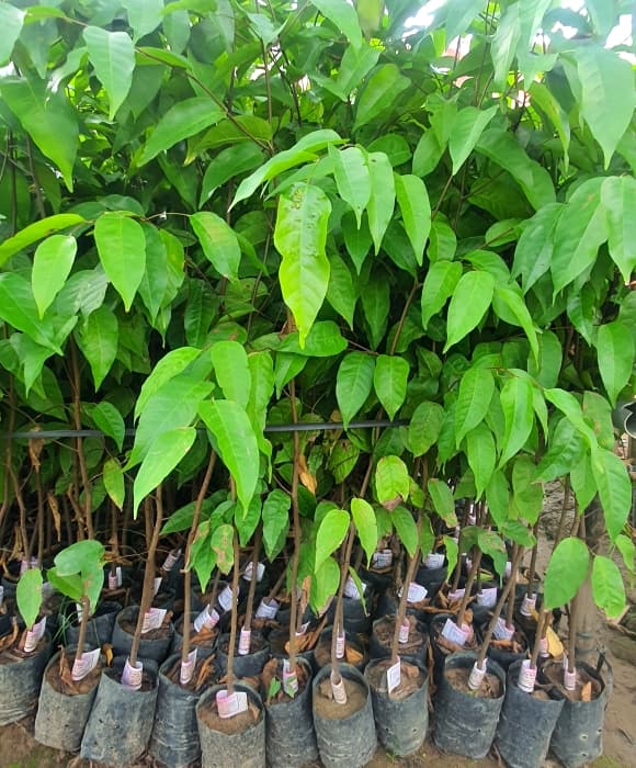 báu vật, Hà Nội, cây sao đen, phố Lò Đúc