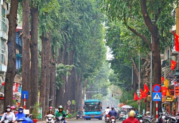 báu vật, Hà Nội, cây sao đen, phố Lò Đúc