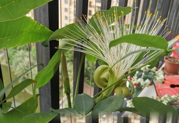 cây cảnh, cây nở hoa, kiến thức