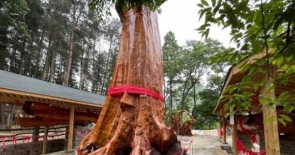 Gỗ quý, gỗ Nanmu vàng