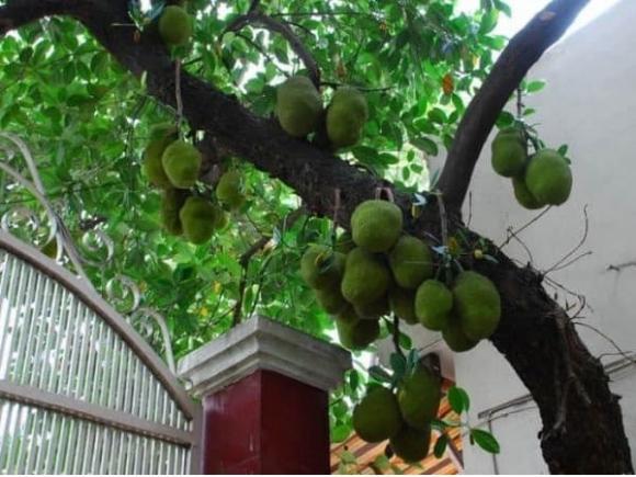Trồng mít trước nhà, phong thủy