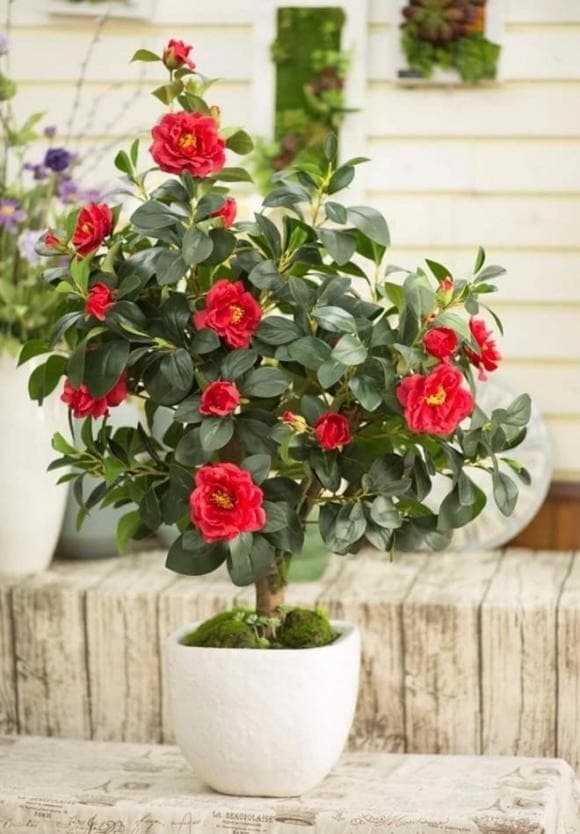 cây cảnh trường thọ, người giàu, phong thuỷ