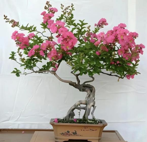 cây cảnh trường thọ, người giàu, phong thuỷ