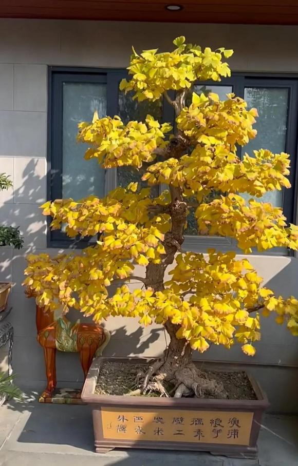 cây cảnh trường thọ, người giàu, phong thuỷ