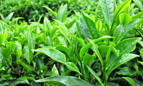 Nhật Bản, Matcha, hàng hóa, bột trà xanh