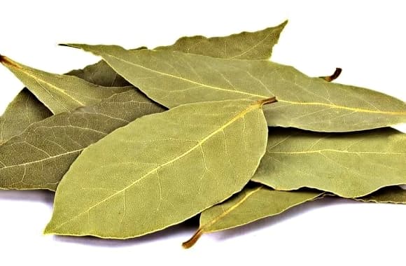 lá nguyệt quế