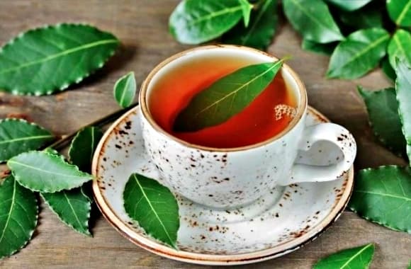lá nguyệt quế