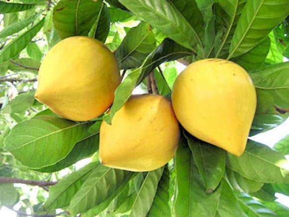 trứng gà, quả bơ, kiến thức