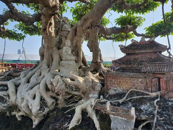Cây thuộc nhóm tứ linh, cây sanh