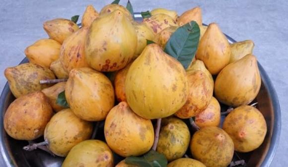 trứng gà, quả bơ, kiến thức