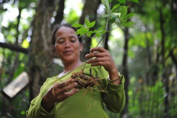 loại 'rễ cây' quý nhất thế giới, sâm ngọc linh