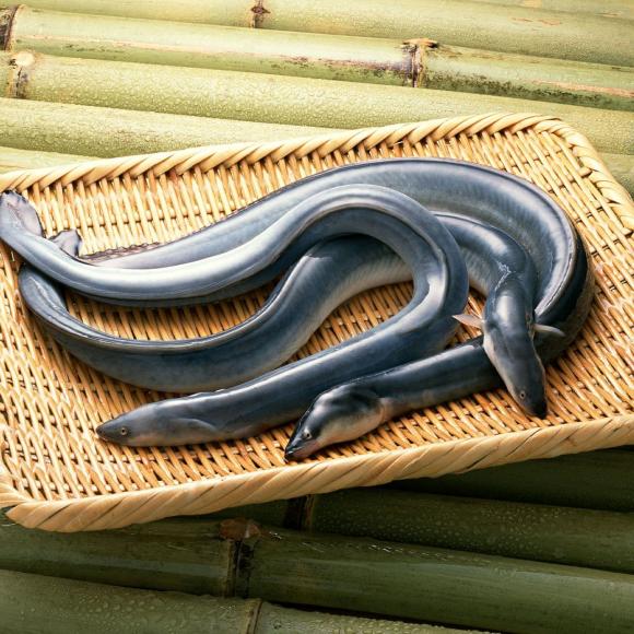 cá chình, cá bổ cho đàn ông, sức khỏe