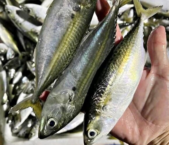cá bạc má, loại cá giàu omega-3, DHA, sắt và canxi, loại cá tốt cho mẹ bầu