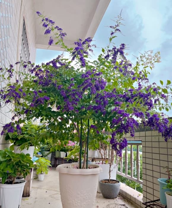 chuỗi ngọc, hoa găng, vua hương thơm