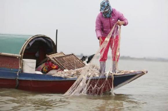 Cá mòi, công dụng của cá mòi