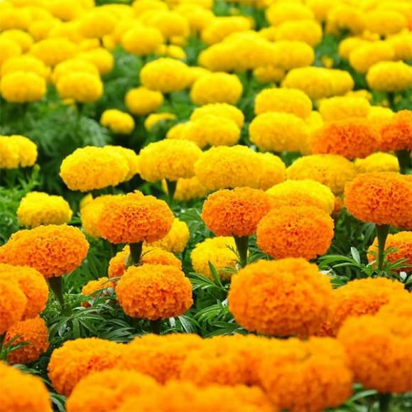 Hoa không đặt lên bàn thờ, cúng rằm tháng 7, tháng 7 âm lịch, tháng cô hồn